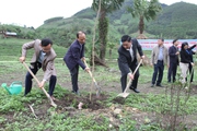 Thái Nguyên: Hỗ trợ trồng 150 cây mận hậu, 110 cây hoa ban ở bản người Mông của huyện Đồng Hỷ