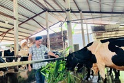 TP.HCM: Đến xã nuôi 8.000 con bò sữa mà không thấy mùi hôi, phân bò đem tái chế không đủ bán