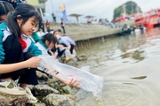 Quảng Ninh: Thả 2,3 triệu con giống cá vược, cá giò, cá song ra biển Vân Đồn