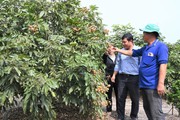 Vườn "trồng lung tung" của anh nông dân Long An, ai đến thăm cũng gật gù "ăn chắc mặc bền"