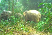 Hà Tĩnh: Xuất hiện 2 cá thể voi rừng tại Vườn Quốc gia Vũ Quang 