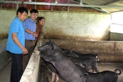 Hà Giang: Nông dân Quản Bạ thi đua sản xuất kinh doanh giỏi, có nông dân nuôi lợn đen đặc sản thu lãi 200 triệu/năm
