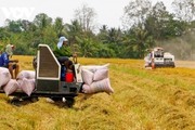 Xuất khẩu gạo sang Indonesia tăng đột biến, Bộ Công Thương khuyến cáo rủi ro