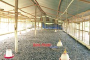 Bỏ hoang chuồng trại đã lan sang nuôi gà ở Bình Phước, nông dân kêu nuôi lỗ nuôi làm gì