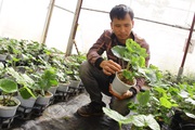 Trồng cây thứ cây lạ ăn vào sốc đến tận óc, anh nông dân Lâm Đồng nhổ củ bán 6 triệu đồng/kg