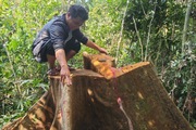 Công an điều tra vụ cổ thụ bị "xẻ thịt" giữa rừng phòng hộ Bình Định