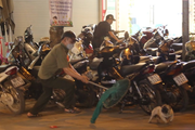 500.000 người bị chó, mèo cắn, cào mỗi năm, quy định nuôi chó, mèo ở chung cư thế nào?