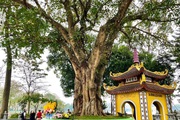 Chuyện về "lai lịch" đặc biệt của cây bồ đề trong chùa Trấn Quốc