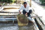 Nuôi thành công giống cá suýt ngấp nghé tuyệt chủng, nông dân một ấp ở Tiền Giang thu tiền tỷ