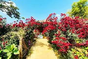 "Phát hờn" với hoa cúc cổ Sơn La, hai bên lối đi đỏ rực màu hoa quý, dân chơi đang săn lùng