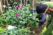 Sơn La kiên quyết xóa bỏ tình trạng trồng và tái trồng cây thuốc phiện