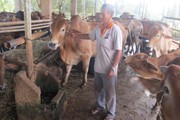 Bà Rịa-Vũng Tàu: Nuôi 40 con bò, trồng 1,2ha bưởi da xanh, 6ha lúa, từ hộ nghèo nay thành hộ giàu có