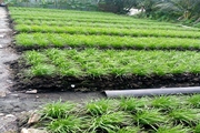 Trồng thứ rau gia vị thoạt nhìn y hành lá, ăn không xuể, mang ra chợ bán, ai ngờ lại đắt hàng