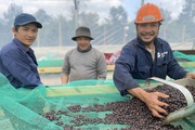 Nông dân kỳ vọng gì vào Lễ hội cà phê lớn nhất từ trước đến nay?