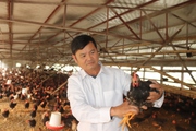 Nông dân Hòa Bình thu tiền tỷ từ nuôi gà Lạc Thủy