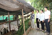 Nông dân An Giang có thu nhập tốt hơn nhờ dùng tiền vay ưu đãi từ Ngân hàng CSXH đầu tư nuôi bò 