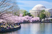 Mỹ: Lễ hội Hoa anh đào Washington trở lại, thu hút khoảng 1,6 triệu du khách