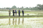 Hải Dương: Hơn 450ha lúa bị chết, Trưởng phòng NNPTNT huyện Tứ Kỳ phủ nhận "lúa chết do nhiễm mặn"