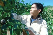Cũng là trồng chanh dây đâu có gì lạ, nhưng sao anh nông dân ở Lâm Đồng hái trái thương lái khoái mua?