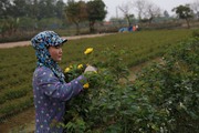 Mùng 8/3 nông dân Mê Linh ra đồng cắt hoa hồng bán chạy như tôm tươi, cả làng vui