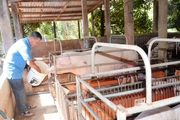 Giá heo "nóng, lạnh" thế nào mà hỏi chuyện, nông dân nuôi heo Bà Rịa-Vũng Tàu nói "ngồi trên đống lửa"?