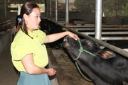 Một Hợp tác xã ở Thái Nguyên giúp đồng bào Mông thoát nghèo, khá giả nhờ liên kết nuôi bò, nuôi gà