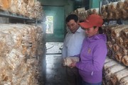 Đà Nẵng: Mở lối giúp người dân Hòa Vang thoát nghèo bền vững