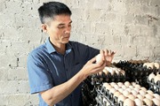 Từ 500 con gà đẻ, sau hơn 10 năm anh nông dân Thanh Hóa nhặt hơn 18.000 quả trứng/ngày