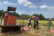 Đồng Nai: Lúa đông xuân được mùa được giá nhưng nông dân thu lợi nhuận không nhiều