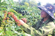 Cà phê thơm ngon nhất Việt Nam, trăm năm dâu bể bén rễ ở vùng đất Khe Sanh của Quảng Trị