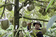 Thứ cây ra quả đặc sản bán giá hời, vì sao ngành chức năng Đắk Lắk khuyến cáo nông dân nên thận trọng?