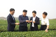 Chuyện người Nhật Bản làm nông nghiệp ở Sơn La: Xem cách người Nhật trồng trà ở Vân Hồ (Bài 1)