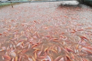 Loại cá màu hồng toàn tập này đang tăng giá tốt ở Tiền Giang, nhà nào có xúc lên bán là có lời ngay