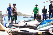 Bảo quản "cá tiền tỷ" đánh bắt ở Khánh Hòa bằng công nghệ mới, bắt được cá to ngư dân sẽ hết lo