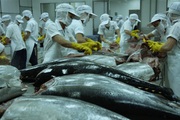 Lý do giúp xuất khẩu cá ngừ sang Peru tăng vọt