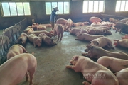 Chăn nuôi bao nhiêu con lợn, con gà thì phải có báo cáo đánh giá tác động môi trường? 