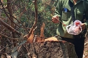 TT-Huế: Nhiều cán bộ bảo vệ rừng bị kỷ luật sau vụ lâm tặc đốn hạ loạt cây gỗ hàng chục năm tuổi