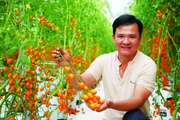 Chàng kỹ sư điện Tây Ninh bỏ nghề về trồng vườn cà chua đẹp "phát hờn", người vào ra chụp ảnh, quay phim