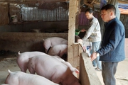 Nuôi lợn, trồng rừng, mô hình thoát nghèo, vươn lên làm giàu của một ông nông dân Hà Giang