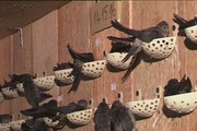 Bạc Liêu có "mỏ vàng lộ thiên" gì mà đang tính khai thác làm giàu?