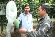 Nâng cao chất lượng sản phẩm từ giải pháp bao trái cây 