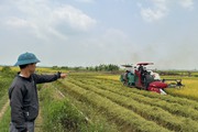 Vì sao hơn 200 ha lúa ở vựa lúa lớn nhất tỉnh Đắk Nông bị nghẽn bông, lép hạt?