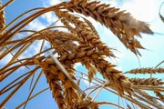 Tại sao ngũ cốc Ukraine đột nhiên gây chia rẽ ở châu Âu?