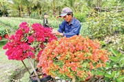 Kinh tế hoa kiểng Việt Nam, nhiều mô hình đạt doanh thu từ 800 triệu đồng đến 2,5 tỉ đồng/ha