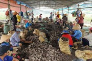 Xuất khẩu khoai lang sang Trung Quốc