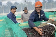 Lần đầu tiên tại Việt Nam, cà phê đặc sản sẽ được đấu giá