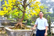 Trồng 186 cây Hoàng Mai ở Huế tham gia phong trào "Mai vàng trước ngõ"