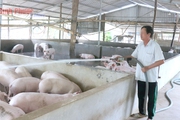 Nuôi heo ở Bình Phước thời "bão giá", người nghĩ đủ cách "cầm cự", kẻ bỏ "cuộc chơi"