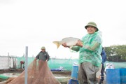 Giảm nghèo bền vững ở Nam Định, chú trọng đến hoạt động hỗ trợ hiệu quả trong sản xuất nông nghiệp
