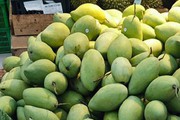 Xoài cát Hòa Lộc rớt giá còn 30.000 đồng/kg